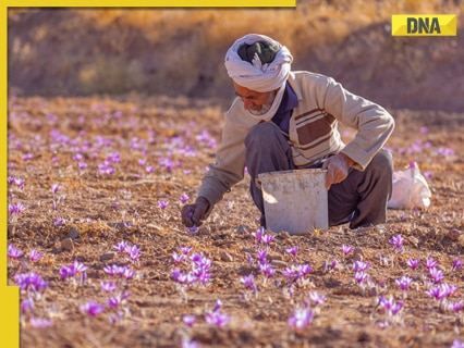 Iran-Israel war: Iran is largest producer of THIS world’s most expensive spice, India ranks no. 2, it is…