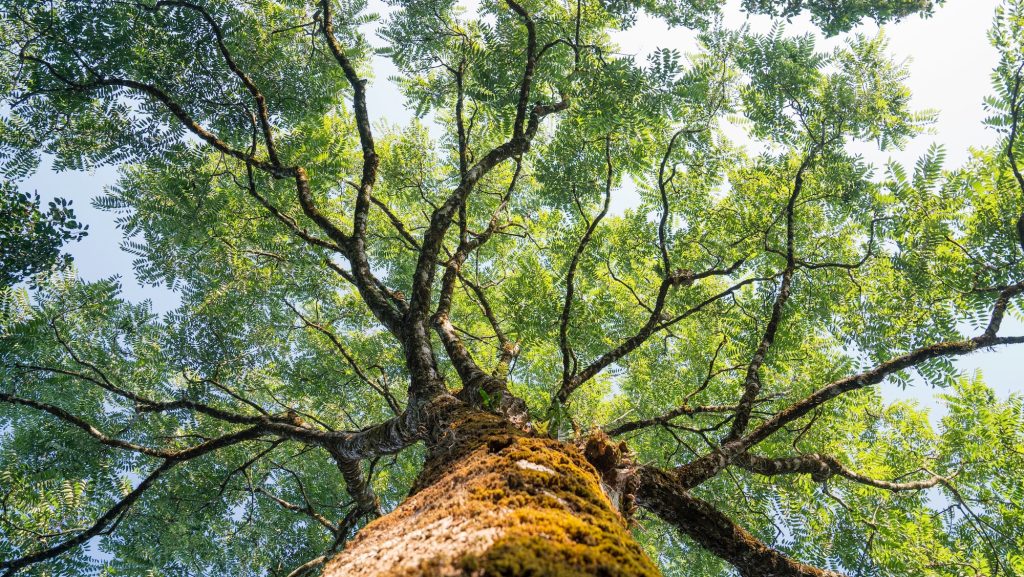 Could trees know when the summer solstice is?