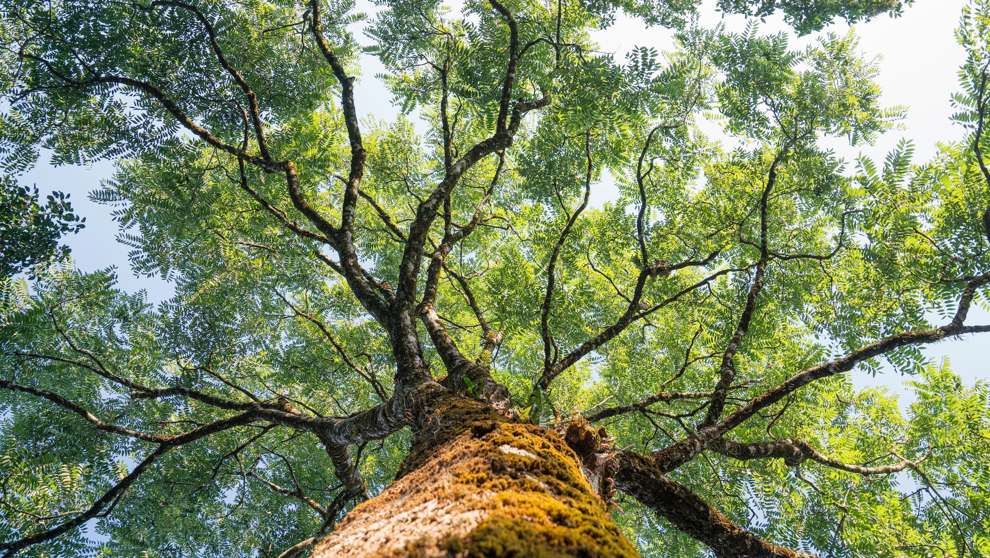 Could trees know when the summer solstice is?