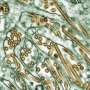 With AI, researchers find increasing immune evasion in H5N1