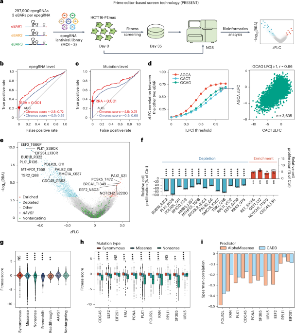 Prime editor-based high-throughput screening reveals functional synonymous mutations in human cells