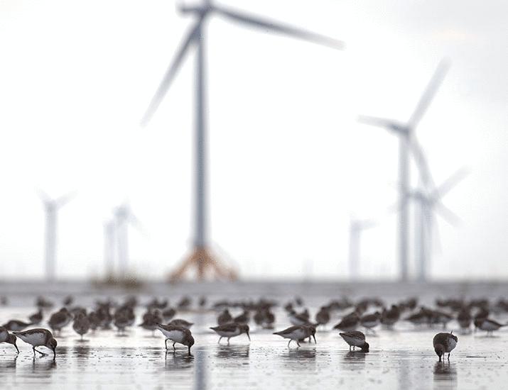 Remembering China’s coastal mudflats | Science