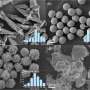 Engineered composite materials offer broad-spectrum synergistic radiation shielding