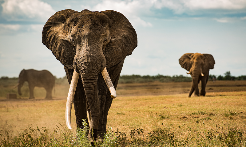 An Elephant’s Tusk Never Forgets