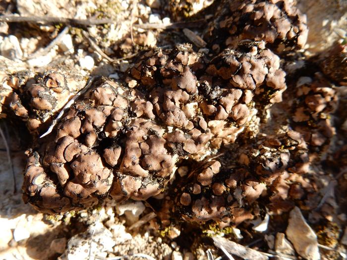 Desert Lichen Resists Intense Solar Radiation, Providing Evidence for Extraterrestrial Life
