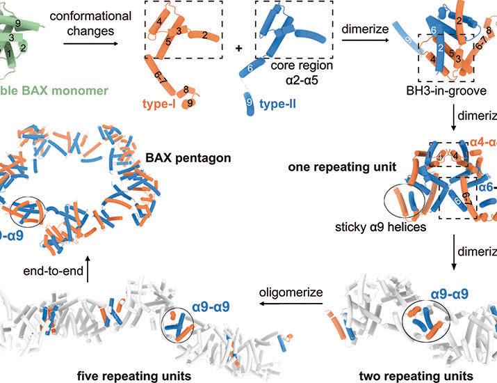 Structural basis of BAX pore formation | Science