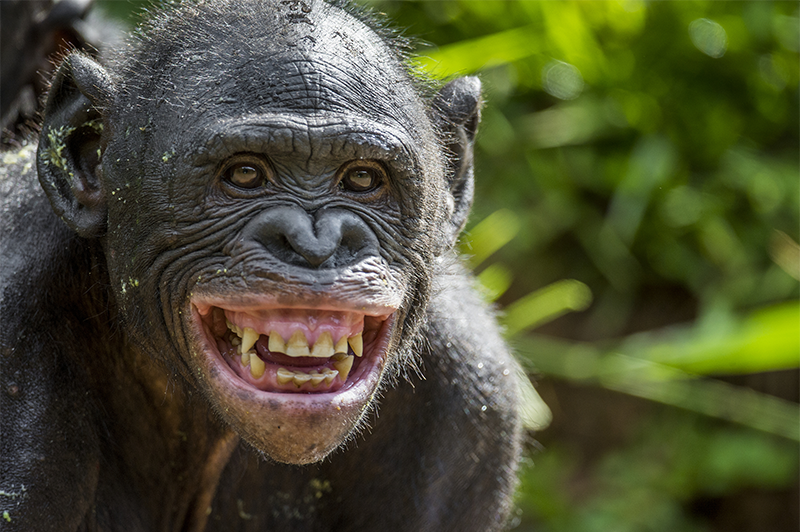 Laughing Apes Take Risks