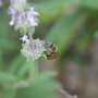 Voracious honey bees threaten the food supply of native pollinators
