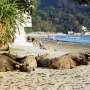 Where the feral buffalo roam in Hong Kong