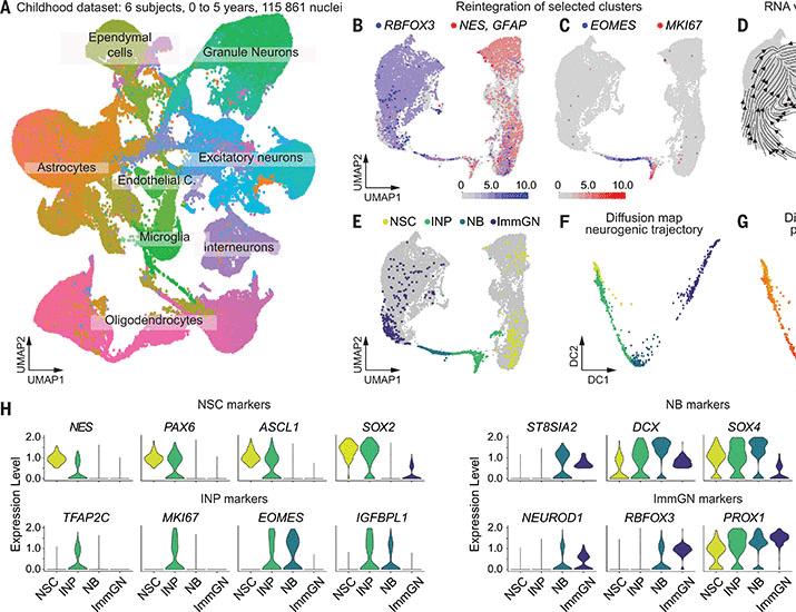 Identification of proliferating neural progenitors in the adult human hippocampus | Science