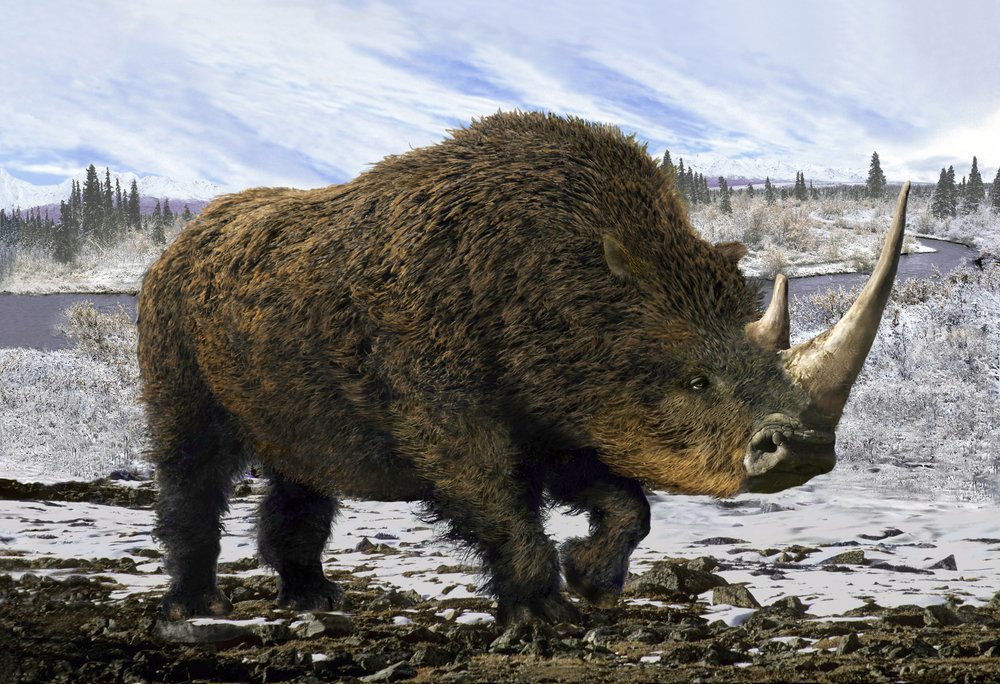 Protein Found in 20-Million-Year-Old Rhino Tooth is Oldest Ever Sequenced
