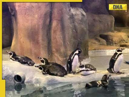 This state to have South India’s first Penguin Park, it is…, construction will cost Rs…, 2 other states already have
