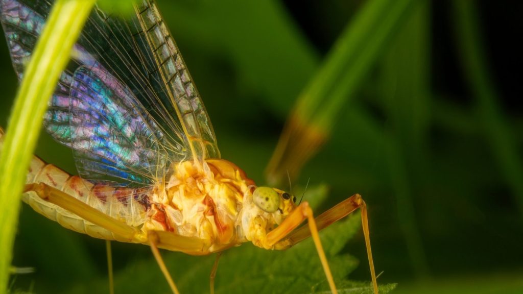 Scientists just rediscovered a rare insect we thought went extinct 20 years ago