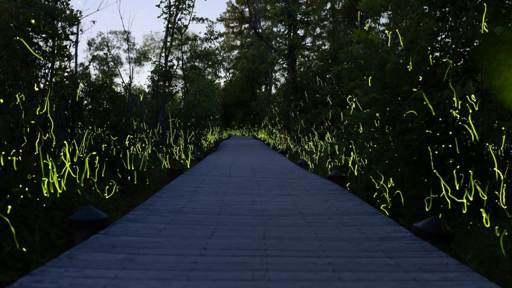 Fireflies are flourishing in places you wouldn’t expect