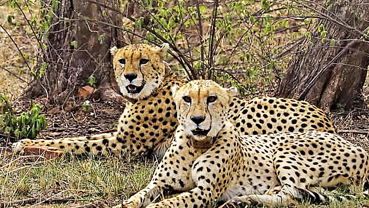 eight-year-old-namibian-female-cheetah-nabha-dies-following-injury-at-kuno-national-park