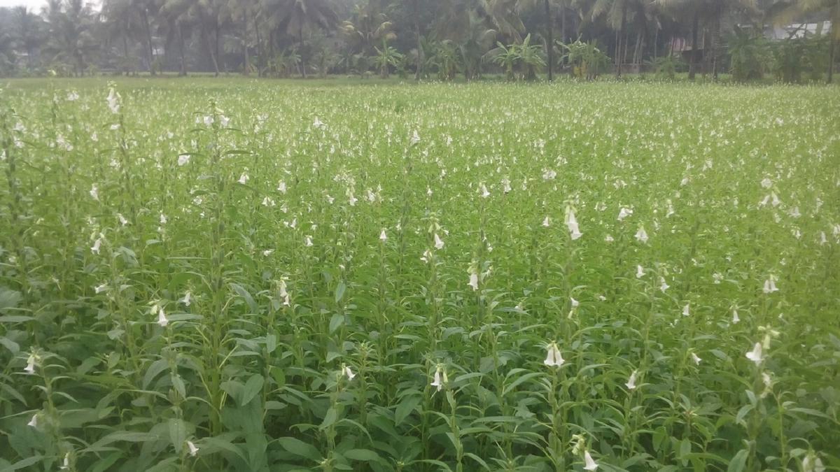 onattukara-vikasana-agency-plans-tablet-form-of-kerala’s-gi-tagged-onattukara-sesame