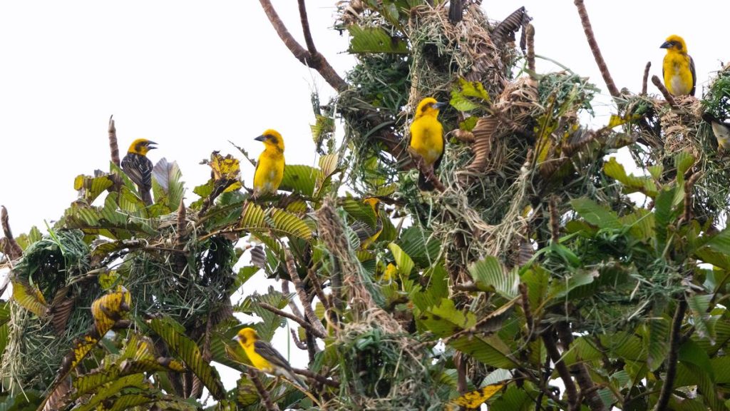 Kaziranga records high diversity of grassland bird species