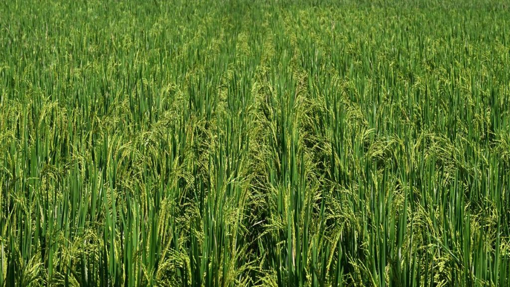 Kerala Farmers in Kannur Protest Fertilizer Price Hike, Subsidy Cuts