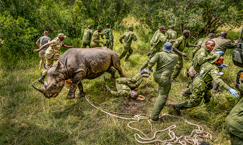 Rhino Rebound