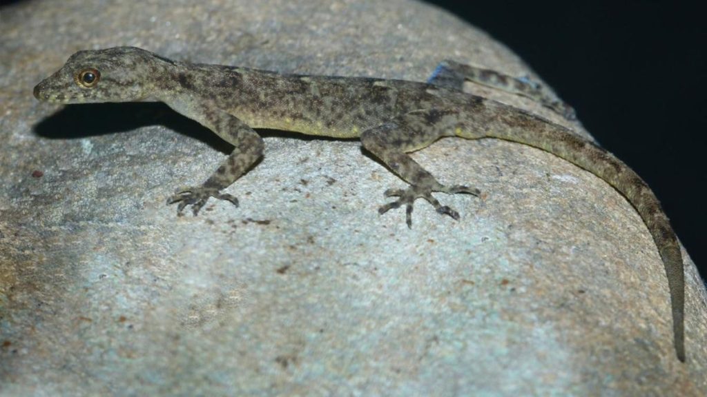 New gecko species from Assam named after Brahmaputra
