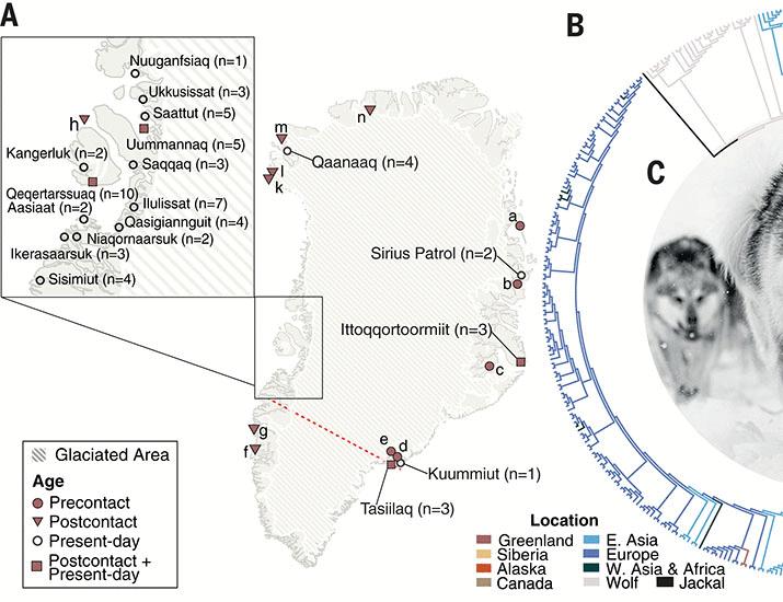 Origins and diversity of Greenland’s Qimmit revealed with genomes of ancient and modern sled dogs | Science