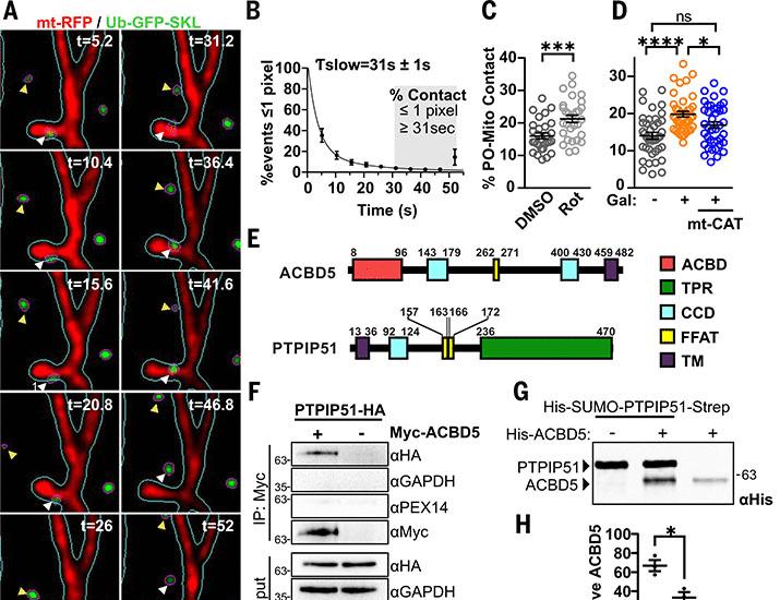 ROS transfer at peroxisome-mitochondria contact regulates mitochondrial redox | Science