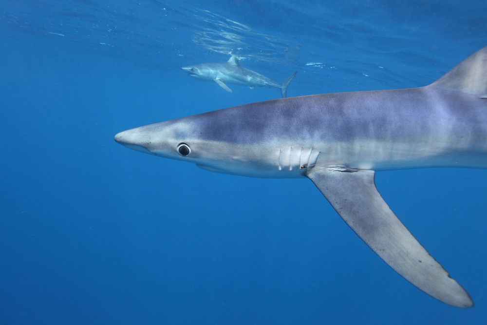 Microscopic Crystals Are Behind Blue Sharks’ Ability to Change Color