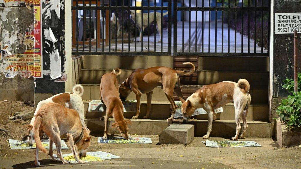 SC Questions Petitioner on Feeding Stray Animals at Home