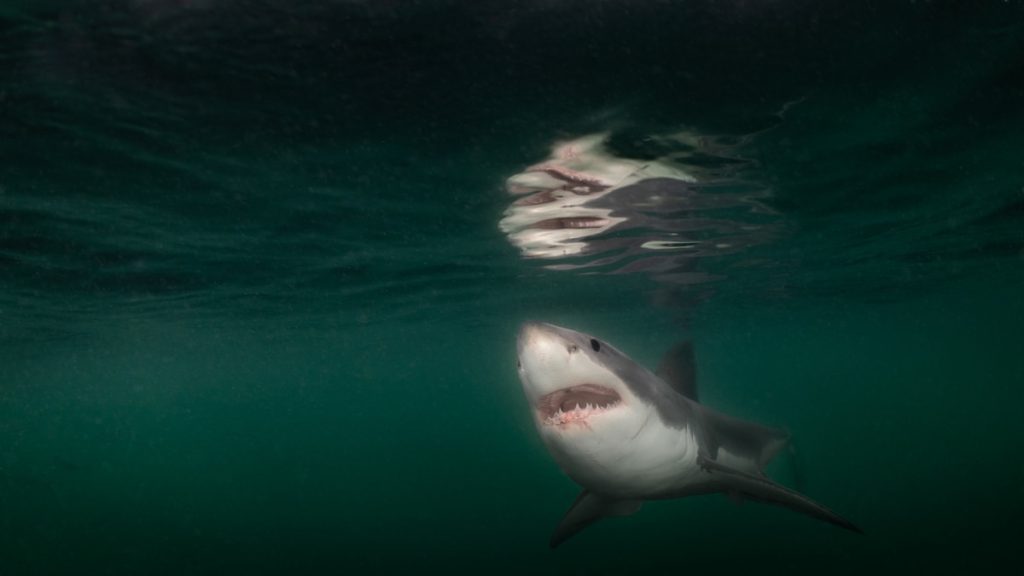 Great white shark photographed underwater for first time ever near Maine