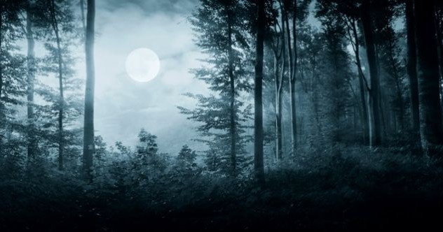 10 Unsettling Encounters to Make You Reconsider Entering the Woods
