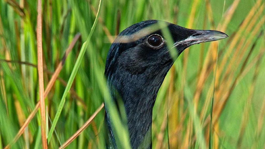 They used to poach this rare bird. Now, they save them.