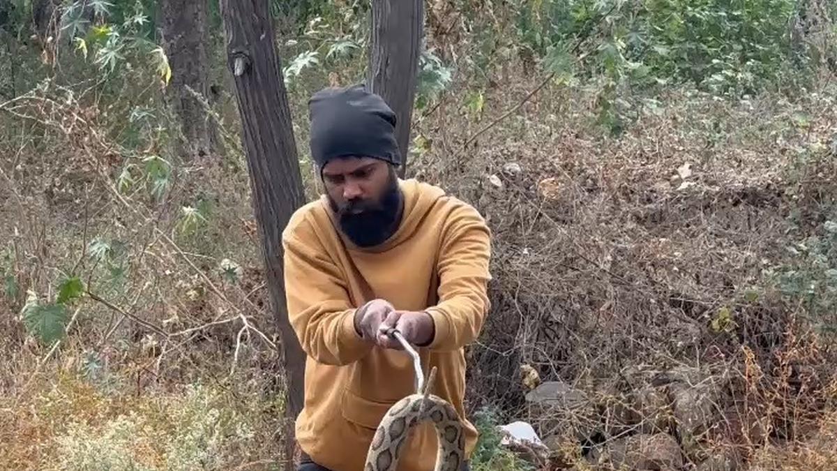 2025-|-56%-of-snakes-rescued-in-telangana-so-far-are-venomous