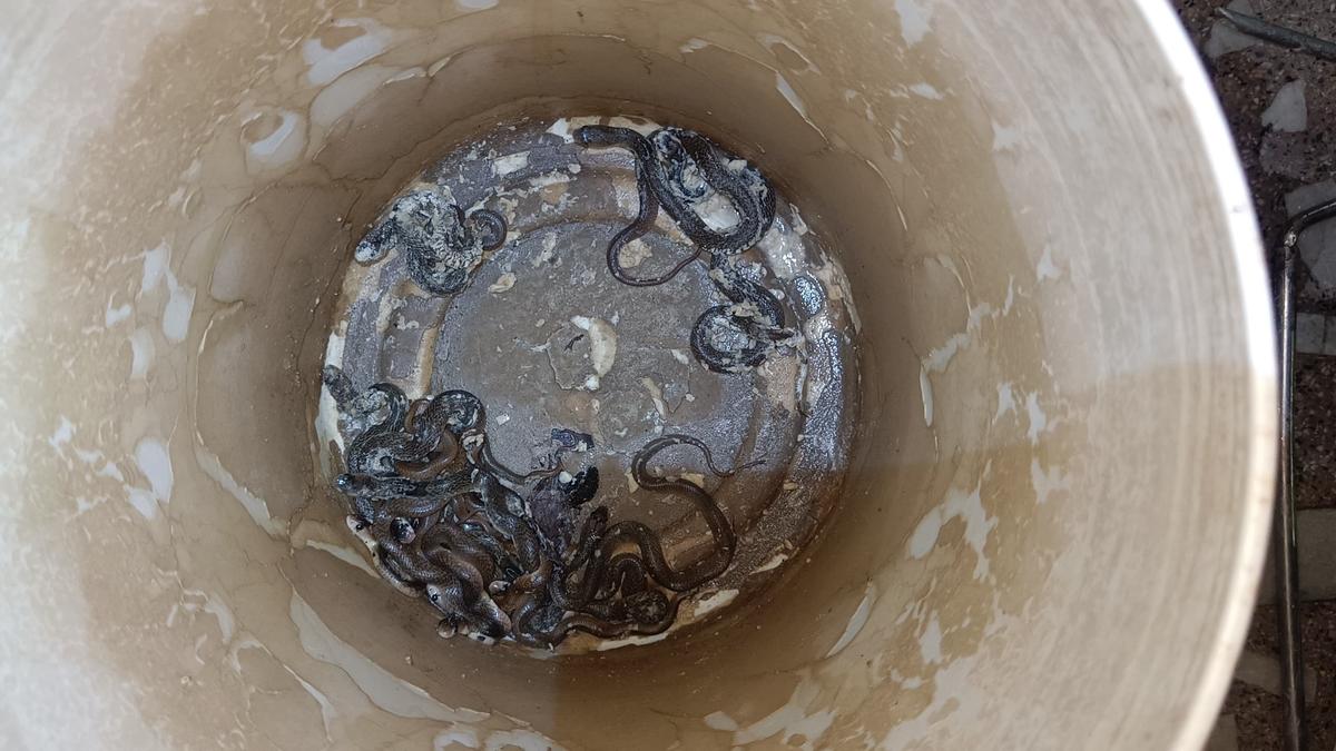 telangana-|-snakelets-of-spectacled-cobras-keeping-rescuers-busy
