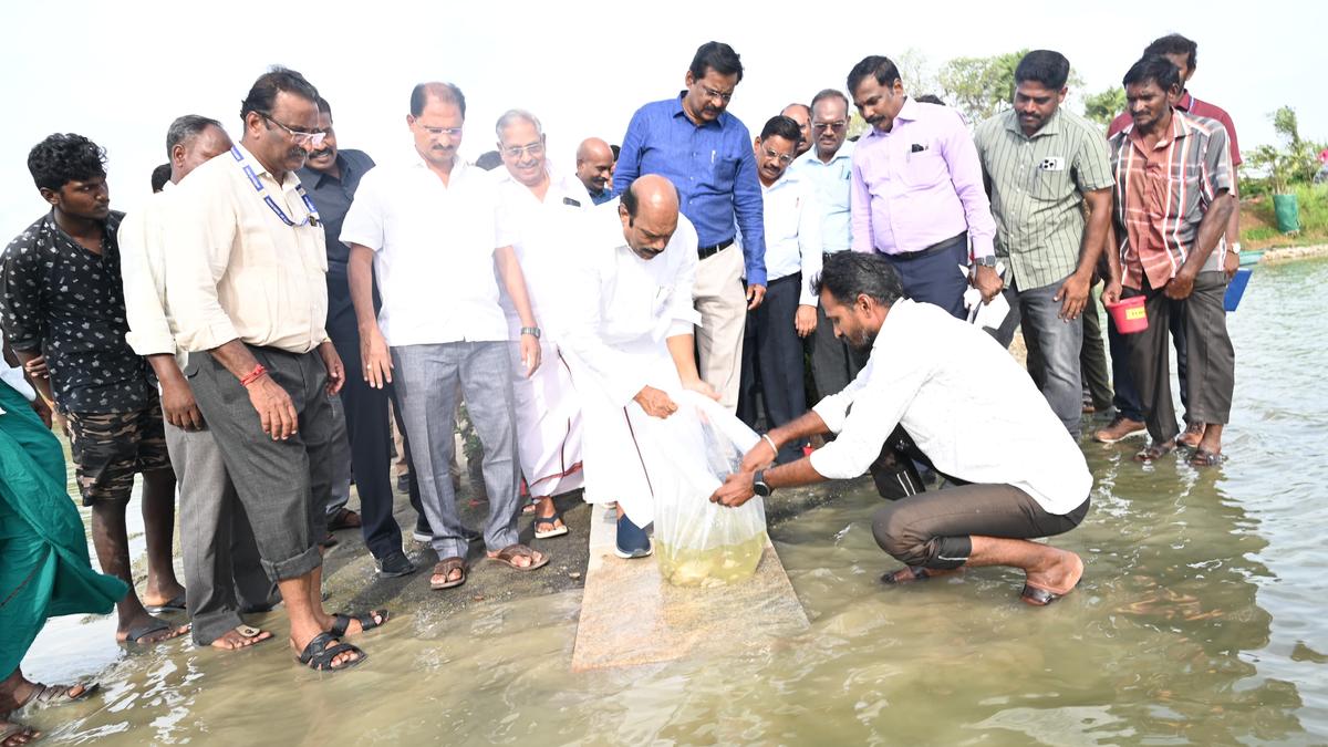 rain-revives-fish-farming-in-irrigation-tank-near-tiruvannamalai