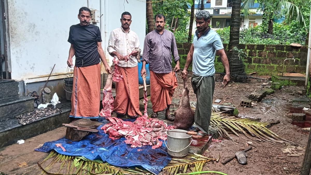 four-arrested-with-98-kg-of-wild-boar-meat-at-taliparamba-in-kerala’s-kannur