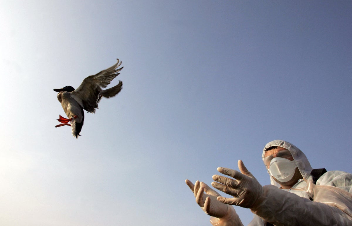 Bird Flu Is out of the News but Still Circulating