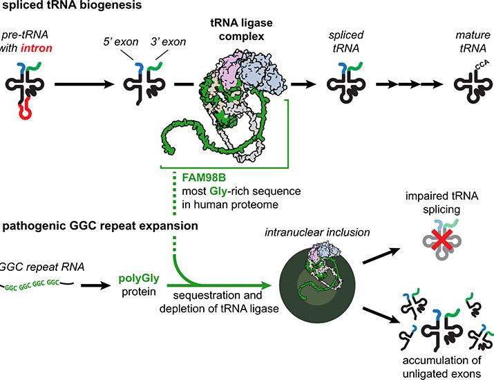 Polyglycine-mediated aggregation of FAM98B disrupts tRNA processing in GGC repeat disorders | Science