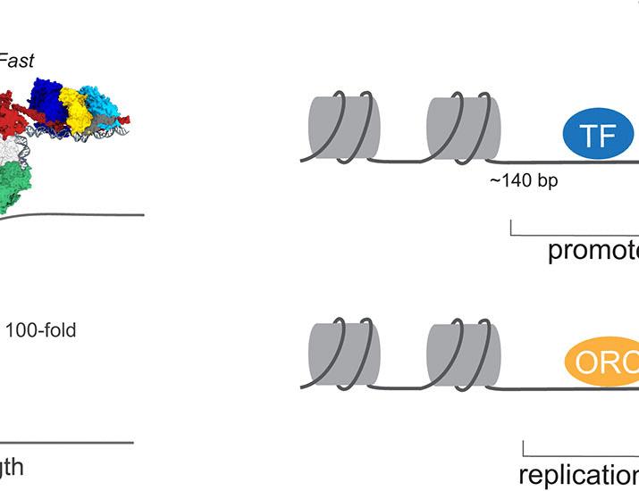 Autoinhibition imposed by a large conformational switch of INO80 regulates nucleosome positioning | Science