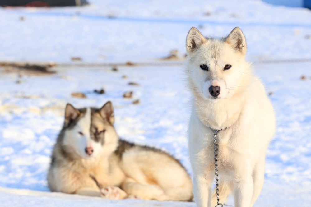 These Ancient Dogs Have Pulled Sleds in Greenland for Nearly 1,000 Years