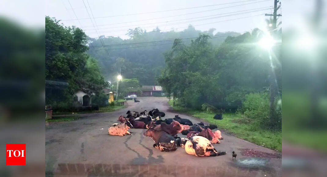 Kavlem locals flag risks from stray cattle, wild animals