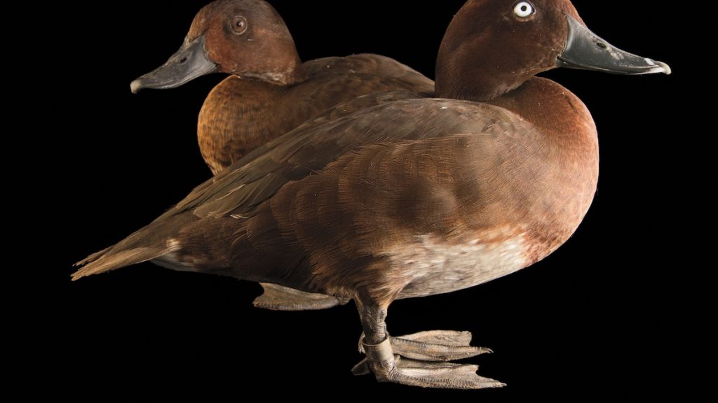 The hunt for the world’s rarest duck