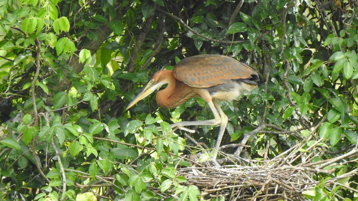over-1,000-waterbird-nests-observed-in-thiruvananthapuram-during-heronry-count