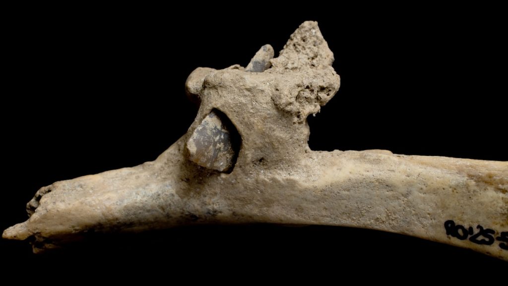 4000-year-old-arrowhead-injury