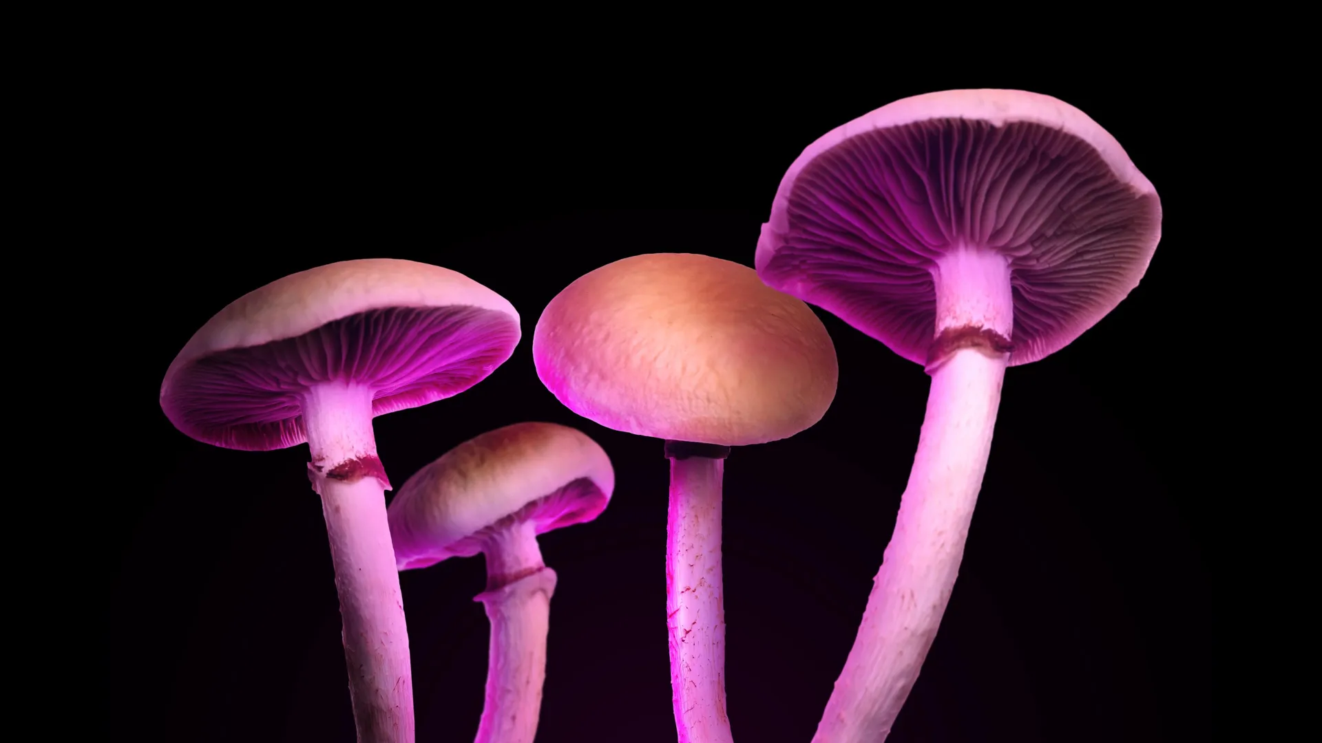 Magic mushrooms rewind aging in mice—could they do the same for humans?