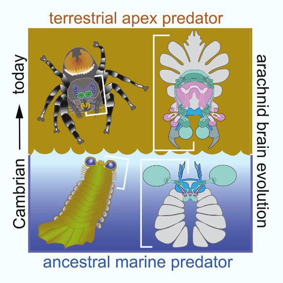 Arachnids Originated in Cambrian Seas, New Research Suggests