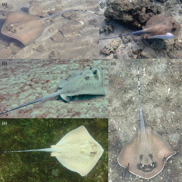 New Species of Blue-Spotted Maskray Discovered in Fiji