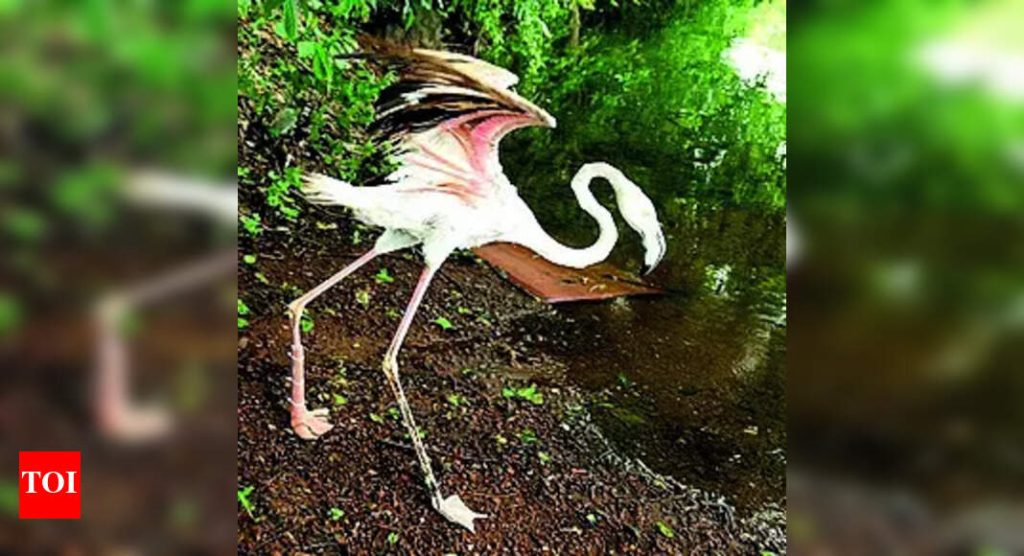 After leg amputated due to injury, flamingo may fly with prosthesis