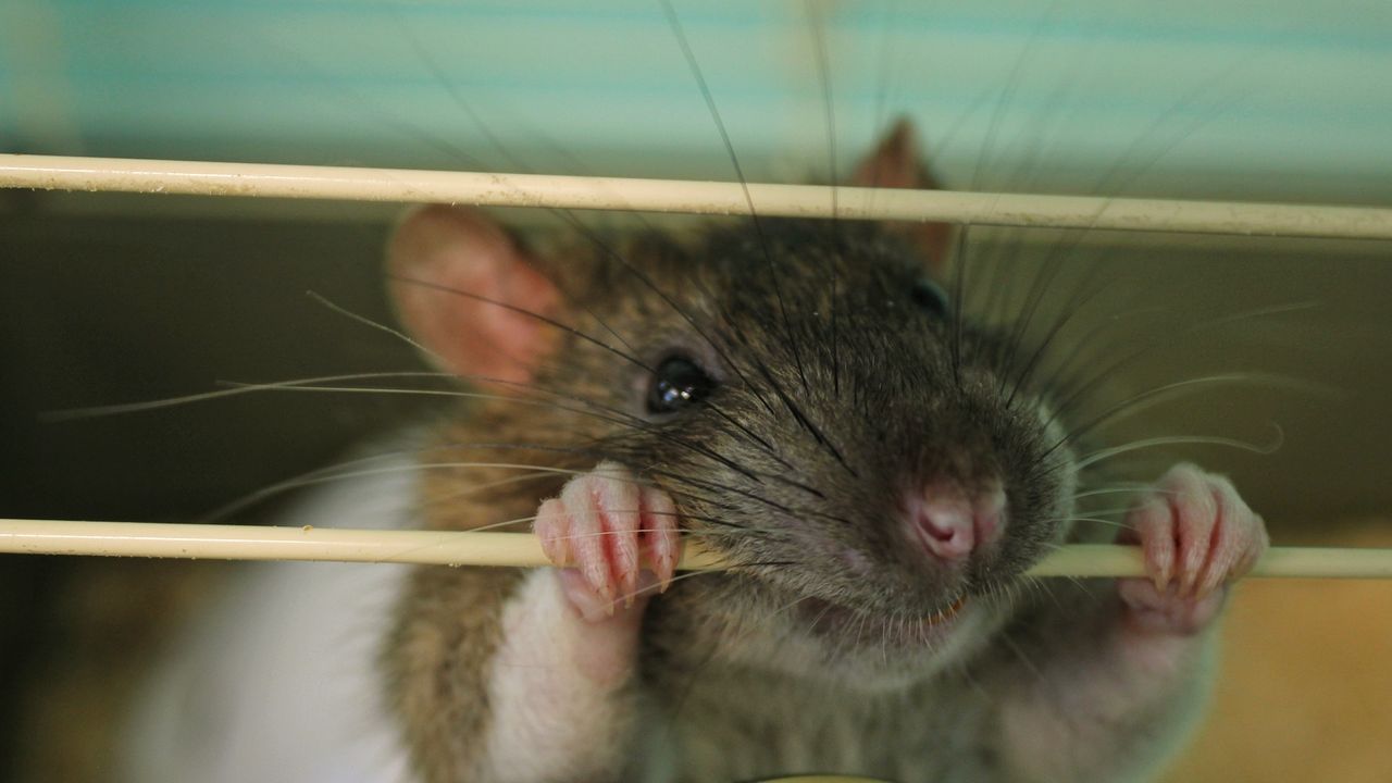Scientists gave mice flu vaccines by flossing their tiny teeth — and it worked