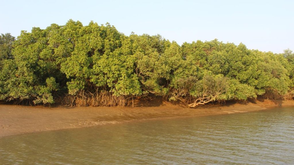 Restoring Mangroves: A Boost for India's Coastal Security