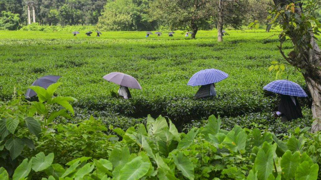 TMC MP Criticizes Centre's Tea Garden Creches in North Bengal as "Non-Functional